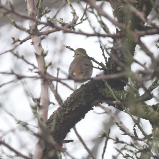 Solitary Bird Perched on Moss-Covered Winter Branch