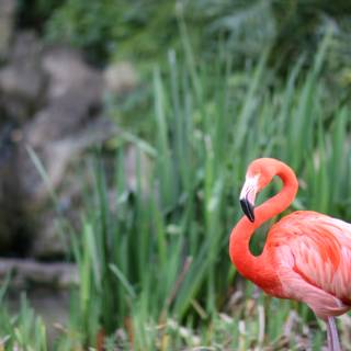 Flamboyant Flamingo in the Grass