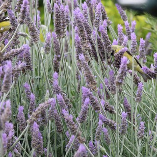 Goldfinches Feeding on Blooming Lavender Stalks