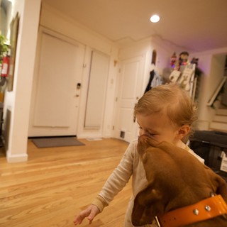 Young Child Playing with Brown Dog at Home