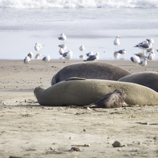 Elephant Seals Resting on Drakes Beach with Seagulls
