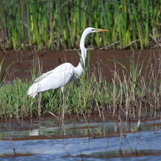 Great Egret Foraging in Rice Field Wetlands