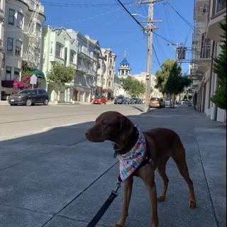 City Dog on a Walk with Accessories