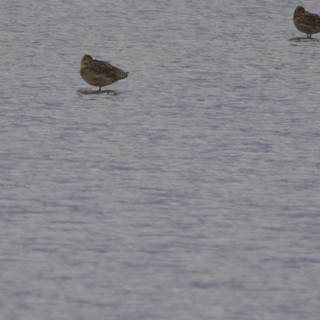 Tranquil Gathering at San Pablo Bay