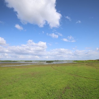 Wetland Grasslands Under Expansive Blue Sky