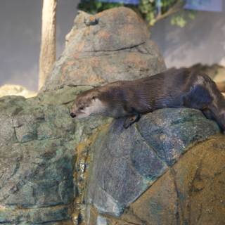 Charming Otter at the Aquarium of the Bay, 2024