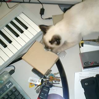 The Piano Cat