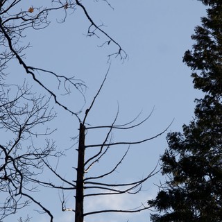 Bare Winter Branches Against Twilight Sky in Yosemite