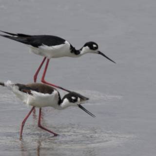 Elegant Shoreline Stroll