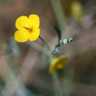 Solitary Yellow Flower
