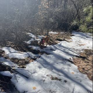 A Canine's Winter Walk in Coconino National Forest