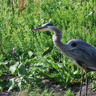 Great Blue Heron Hunting in Wetland Vegetation