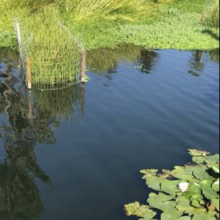 Serene Lily Pad Pond