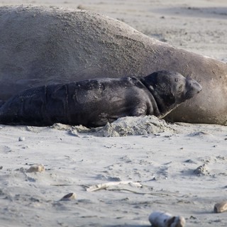 Elephant Seal Mother and Pup Resting on Beach