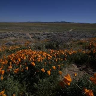 Desert Poppies with Blue Skies