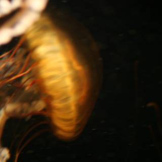 Glow in the Dark Jellyfish