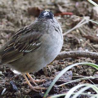 Peaceful Sparrow in the Wild
