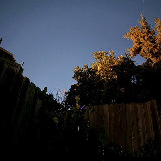 Starlit Garden at Dawn with Autumn Trees