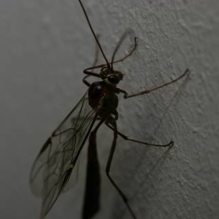 Mysterious Insect with Long Legs and Antennae