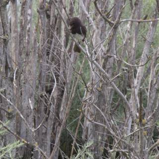 Perched Amongst the Branches