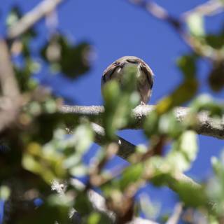 Perched in the Treetops