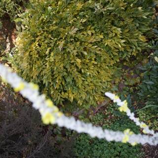 Nature's Tapestry at Thistlewyck - Filoli