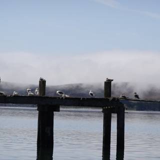 Foggy Pier with a Feathered Flock