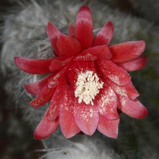 Blooming Cactus with White Petals