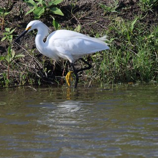 Snowy Egret Foraging Along Muddy Wetland Shore