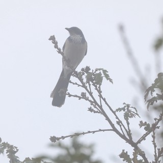 Silhouetted Bird Perched on Winter Branch