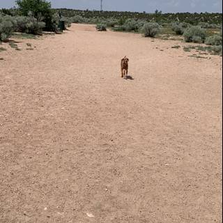A Walk in the Desert Field