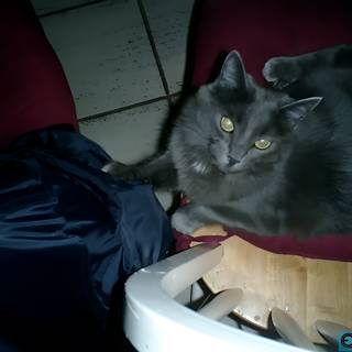Lazy Gray Cat on the Chair
