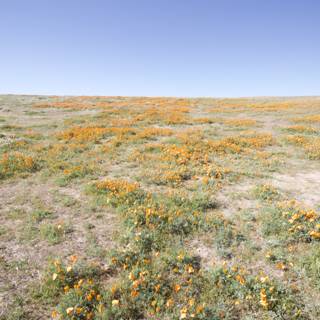 Orange Blossoms in the Mojave Desert