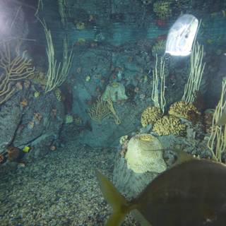 Underwater Angelfish
