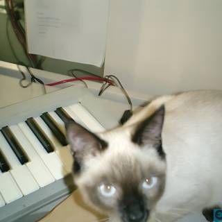 Feline Musician