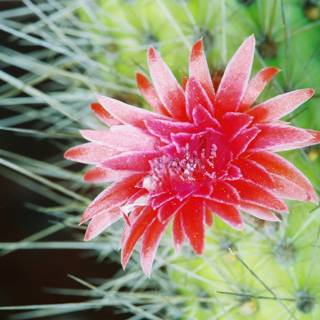 Red Flower Blooming on the Cactus