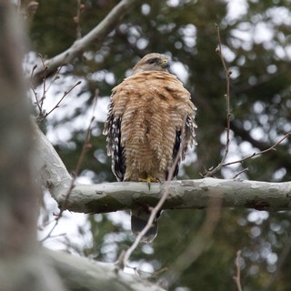 Red-Shouldered Hawk Perched on Birch Branch in Winter