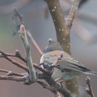 Dark-Eyed Junco Perched on Winter Branch