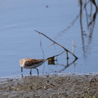 Least Sandpiper Foraging in Shallow Wetland Waters