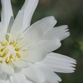 A White Daisy with Yellow Center