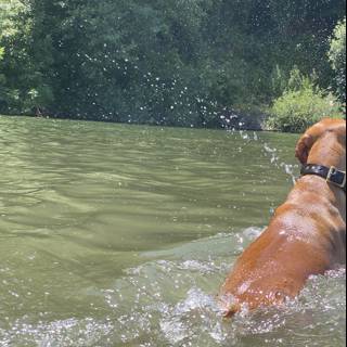 Dive into Summer with this Water-loving Vizsla