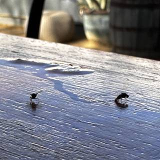 Tiny Insects on a Wooden Table