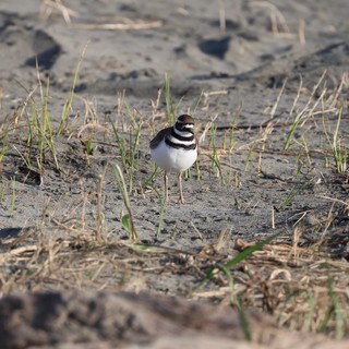 Killdeer on Muddy Ground at Drakes Beach