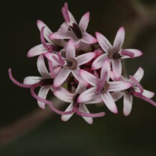 Pink Geranium in QVR Desert