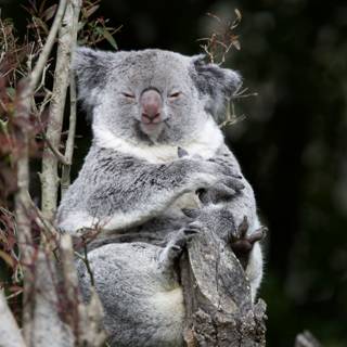 Koala-ty Time at the SF Zoo