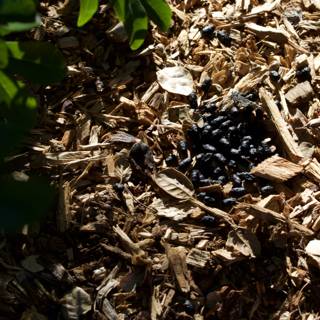 Woodland Discoveries