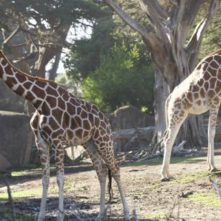 Giraffe Duo in the Green: A Day at SF Zoo