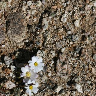 White Daisy-like Flower Blooming in Rocky Soil