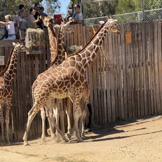 Tall Encounters at the Oakland Zoo