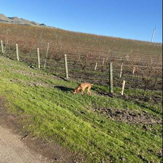 Dog's Day Out in the Vineyard